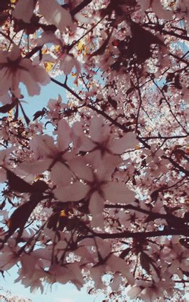 Cherry blossoms | Rєvєrєηdø's Błøg
