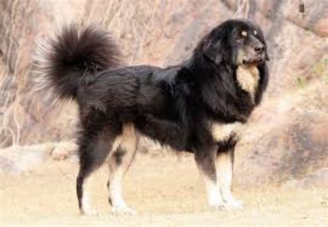 Gaddi Kutta Dog Breed Information, Images, Characteristics, Health