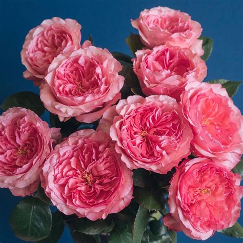 Meet Marya's Rose, one of our pink garden rose varieties that is definite and super popular with ...