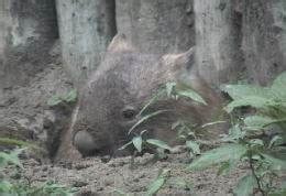 Wombat Burrows