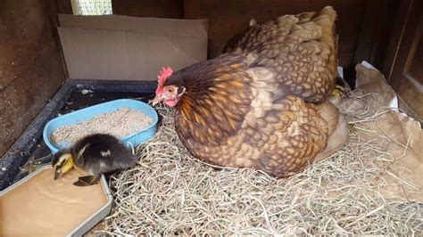 Bantam Chicken: Eggs, Height, Size and Raising Tips