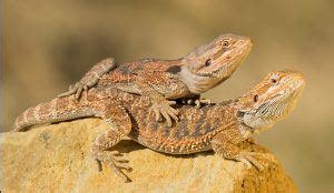 Bearded Dragon Behavior: 18 Common Types & What They Mean