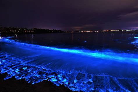 Jervis Bay at its best as bioluminescence puts on a show | South Coast Register | Nowra, NSW