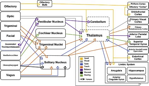 Anatomical map of connections from the cranial nerve (far left), to the... | Download Scientific ...