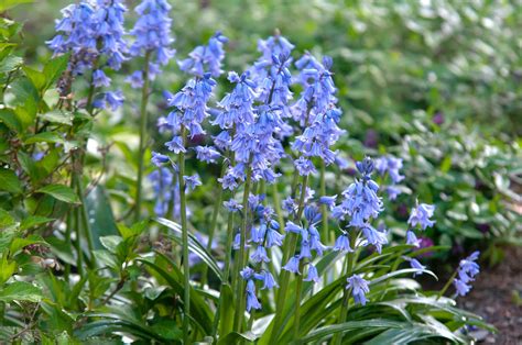 How to Grow and Care for Spanish Bluebells