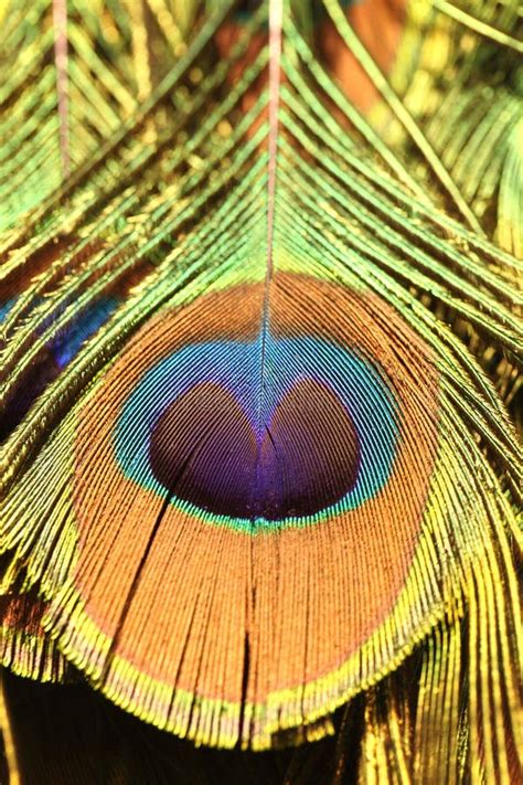 Peacock tail stock photo. Image of beautiful, beak, beauty - 23259620