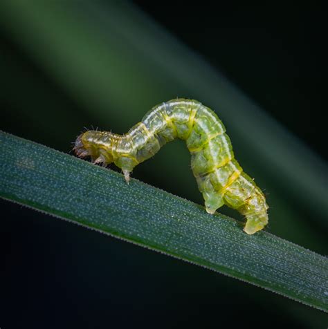 Killing Maggots: Effective Methods to Eliminate Maggot Infestations - Trash Rite