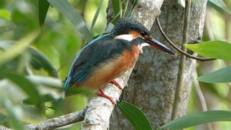 Female COMMON KINGFISHER marks beginning of Singapore 's Migratory ...