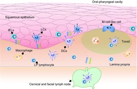 The mucosal immune system in the oral cavity—an orchestra of T cell diversity (PDF Download ...