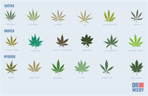 What Are Hybrid Weed Strains & How Are They Created?