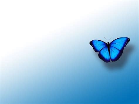 Download Blue Butterfly Aesthetic Hd Wallpaper | Wallpapers.com