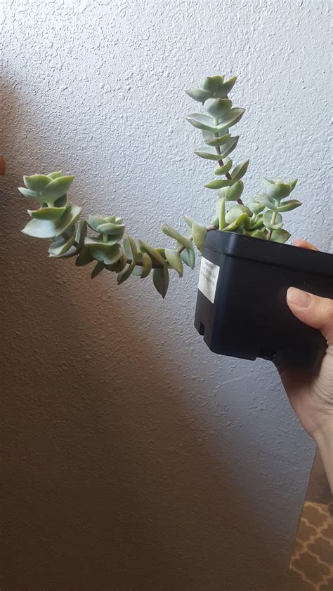 Will woody stem cuttings grow roots? : r/succulents