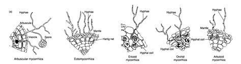 Ericoid Mycorrhizal Fungi & Cranberry: Mutualisms with Potential – Wisconsin Fruit