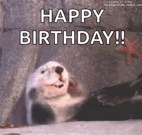 Otter Happy GIF - Otter Happy Smiling - Discover & Share GIFs