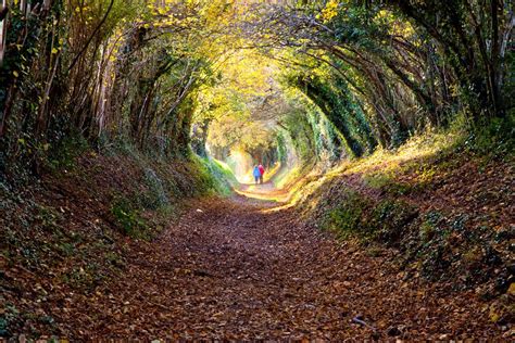 Tree tunnel on an old Roman Road that leads to Halnaker Windmill. Tree Tunnel, Roman Roads ...