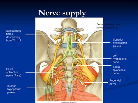 PPT - Pelvic Anatomy PowerPoint Presentation, free download - ID:9520909