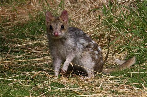 Quoll - Eastern Quoll Information for Kids