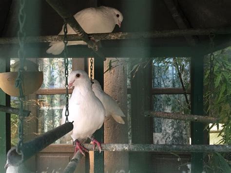 Premium Photo | Close-up of doves in cage