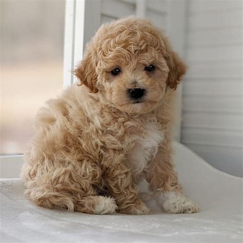 Rolling Meadows Puppies - Poochon Puppies for Sale, Poochon Puppies | Poochon puppies, Poochon ...