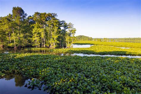 Reelfoot Lake Stock Photos, Pictures & Royalty-Free Images - iStock