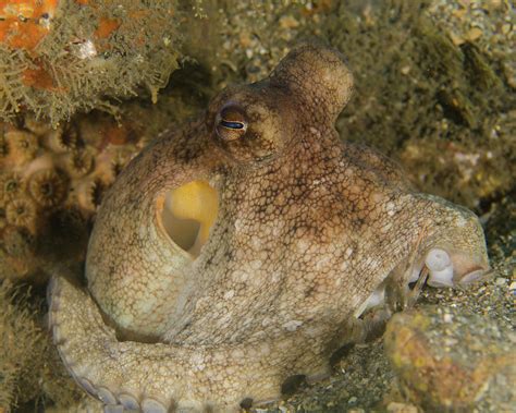 A Common Octopus Octopus Vulgaris Photograph by Brent Barnes