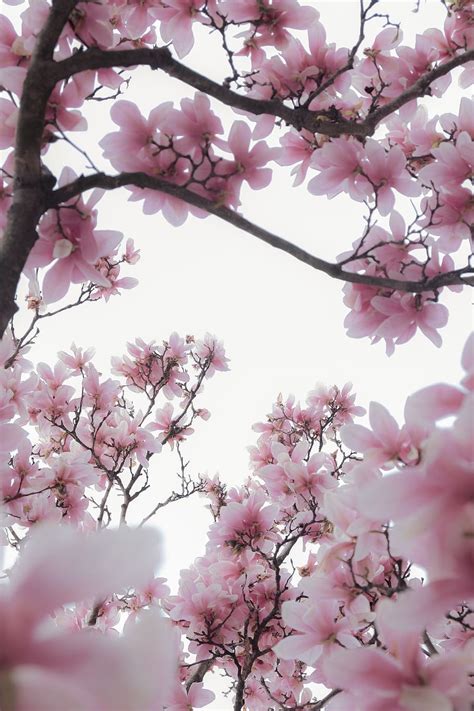 HD wallpaper: low angle photography of sakura tree, pink color, plant ...