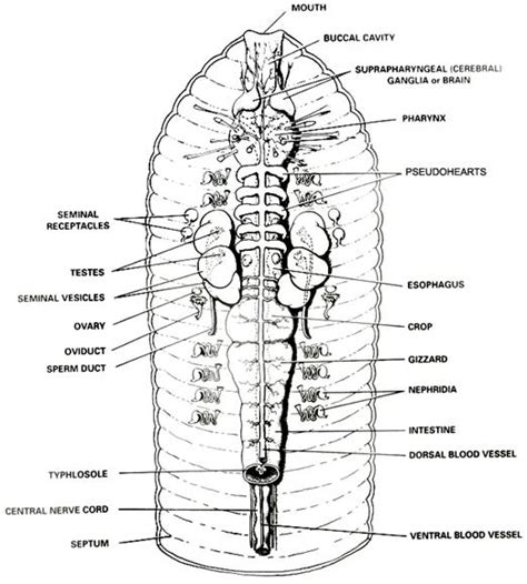 Arenicola Marina (Lugworm) - Cardiovascular System