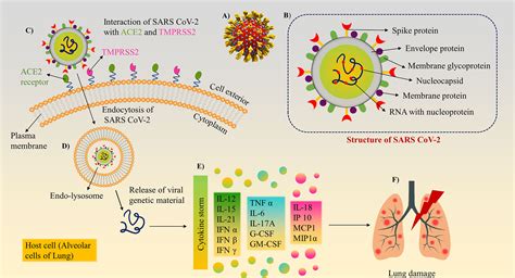 Frontiers | A Recent Update on Advanced Molecular Diagnostic Techniques for COVID-19 Pandemic ...