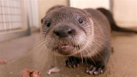 River Otter | Paws for a Minute | PBS LearningMedia