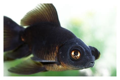 Photo #5 - Black Moor - (1) Orange Oranda (1) White Oranda ...