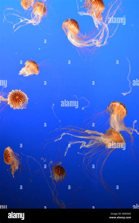 Jellyfish at Ripley's Aquarium of Canada in Vancouver, British Columbia ...