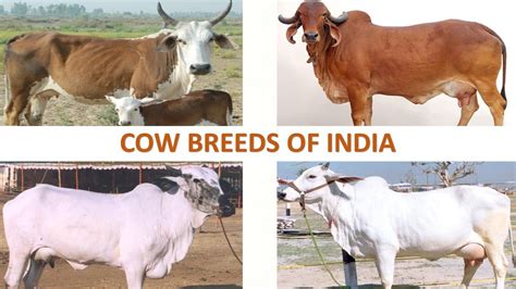 Cow Breeds of India 🐄 🇮🇳 | Livestock | Indian Animals - YouTube