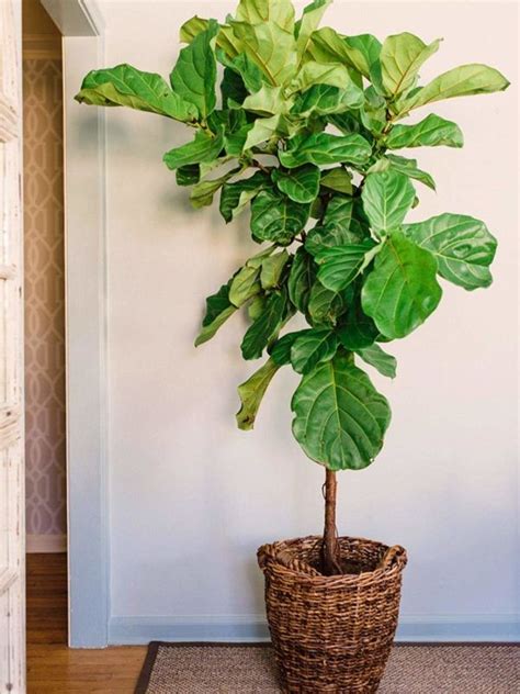 FIDDLE LEAF FIG CARE & INDOOR GROWING GUIDE | Plant decor indoor, Tall indoor plants, Trees to plant