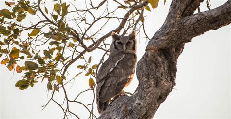 Verreauxs Eagle Owl - NaturFotografer i Danmark