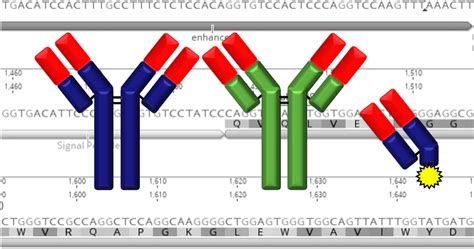 Why Recombinant Antibodies? – Cobalt Biologics