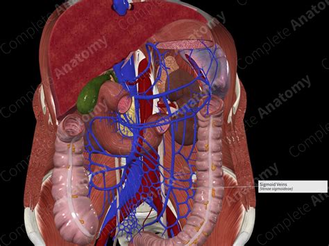 Sigmoid Veins | Complete Anatomy