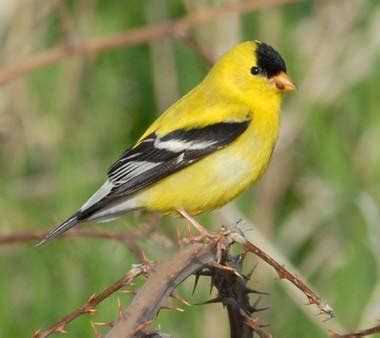 Washington State Bird | Willow Goldfinch (American Goldfinch)