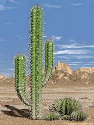 Desert Plants - Deserts Australia