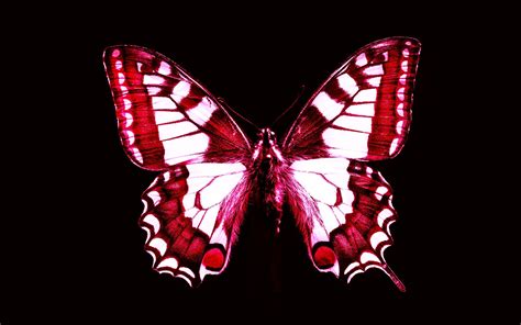 Red Butterfly wallpapers HD free - 242971 | Animals black and white ...