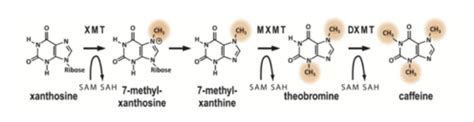 Mechanism Of Action Of Caffeine Citrate Package - IMAGESEE