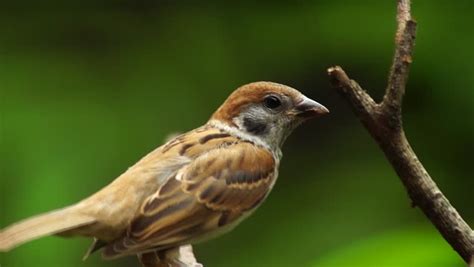 Philippine Maya Bird Eurasian Tree Sparrow Or Passer Montanus Perch On Tree Branch Stock Footage ...