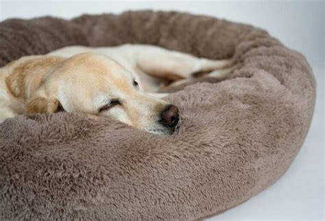 How to Keep a Dog from Jumping Off of a Bed? - PatchPuppy.com