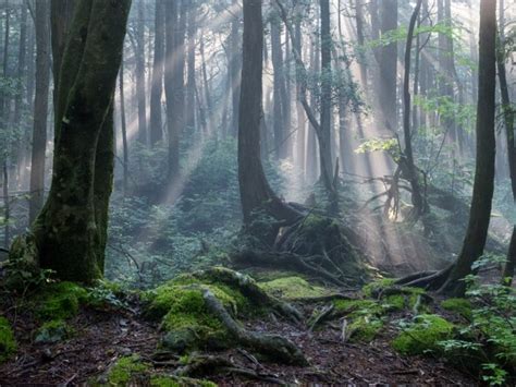 Aokigahara Forest - Takaki Watanabe Photography