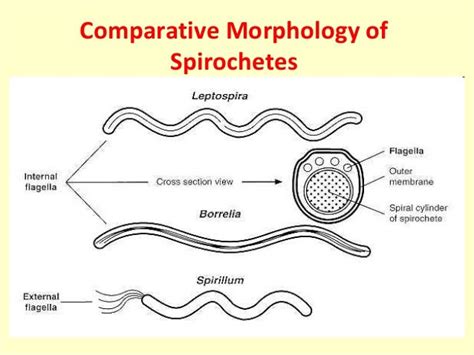 17 spirochetes