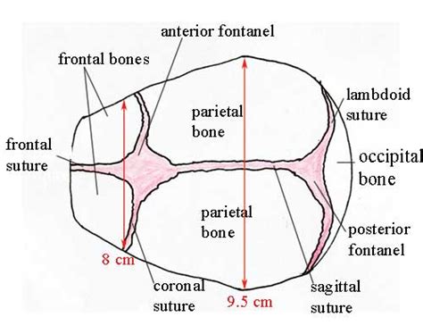 Fetal skull fontanels