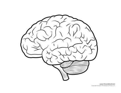 Human Brain Diagram - Labeled, Unlabled, and Blank | Brain diagram, Human brain, Human brain diagram