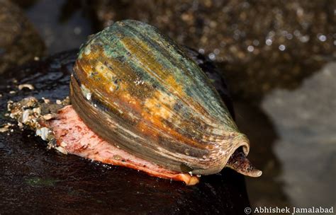 Cone Snail | Marine Life of Mumbai