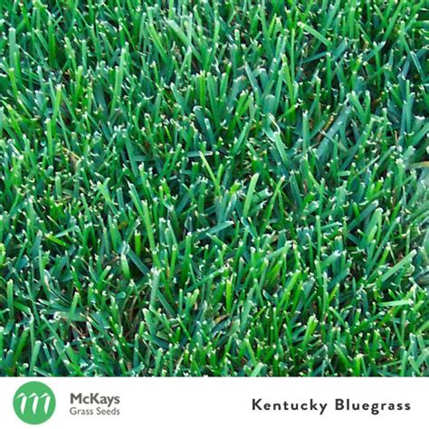 Kentucky Bluegrass Seed - McKays Grass Seeds