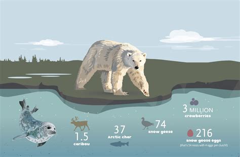 Meals without seals: How polar bears will have to adapt to life on land | Canadian Geographic