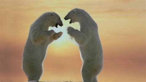 Polar Bears Friendship wallpaper | animals | Wallpaper Better